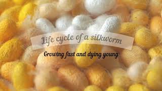 Life cycle of a silkworm  From the egg to an adult moth  Silk production Bombyx mori [upl. by Dnomad]