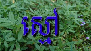 ដើមស្មៅស្លឹកបី Grass tree leaf plants [upl. by Nivonod]