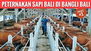 PETERNAKAN SAPI BALI DI BALI  SAPI BALI FARM Part 13 [upl. by Htenay]