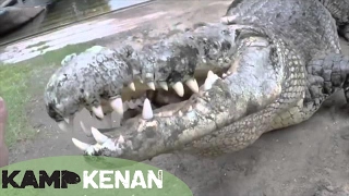 Worlds Largest Crocodile in Captivity  Kamp Kenan S3 Episode 10 [upl. by Erasaec]