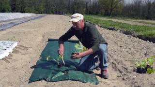 Tutorial posa telo per pacciamatura e trapianto delle zucchine [upl. by Fenner598]