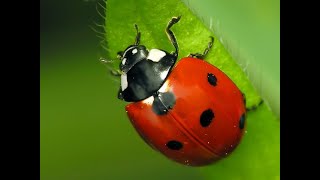 Coccinelle 🐞 Coccinella septempunctata Coccinellidae 🐞 Ladybugs [upl. by Aretha]