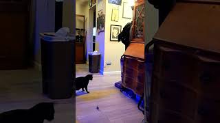 Cats Playing on YouTube  A Fun Cat Playing With Toys Video Cats for Life cats catvideo shorts [upl. by Georglana49]