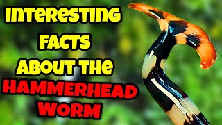 Facts About the Mysterious Hammerhead Worm Unveiling the Secret of Unique Appearance and Behavior [upl. by Ondrej]