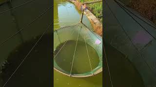 Freshwater ornamental fish breeding process [upl. by Leonor]