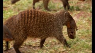 Deadly Mongoose Battle  BBC Earth [upl. by Llerahs]