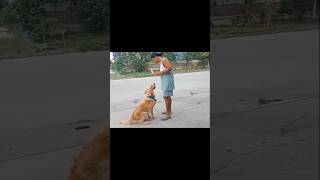 DOG TRAINING GOLDEN RETRIEVER shorts doglover dogtraining pets dog goldenretriever trainer [upl. by Hyacintha]