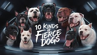 10 kinds of quotfierce dogsquot that can defeat wolves Tibetan Mastiffs are very terrifying [upl. by Samara157]