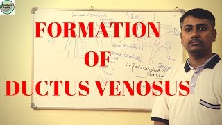 Formation of Ductus venosus [upl. by Nitsirk]