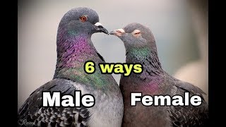 Male and Female in Pigeons   6 Ways to Identify [upl. by Innad]