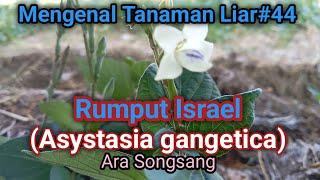 Rumput Israel  Ara Songsang  asystasia gangetica [upl. by Assirhc]