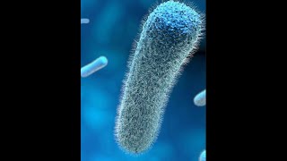 Listeria monocytogenes introduction and properties Part 1 [upl. by Justino310]