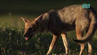 Flora y fauna Esteros del Iberá capítulo completo  Canal Encuentro [upl. by Aiva]