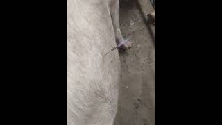 Treating Bloat in Cows [upl. by Lorenz]