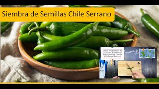 Como sembrar Chile serrano  Germinación de Semillas Chile Serrano  Chile picante [upl. by Akyeluz]