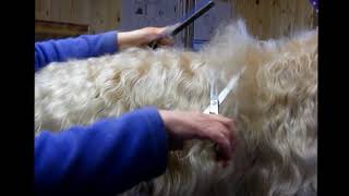 Grooming an Irish SoftCoated Wheaten Terrier  Part 1 [upl. by Asserak]