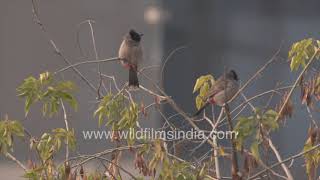 Redwhiskered Bulbul or Pycnonotus jocosus Redvented Bulbul or Pycnonotus cafer  Birds in Delhi [upl. by Graniela]