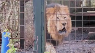 Roaring Asiatic Lion at Edinburgh Zoo  140323 [upl. by Atat487]