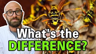 What is the Difference Between Bees Wasps and Hornets [upl. by Okoy248]