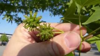 Sweetgum Liquidambar styraciflua [upl. by Adnilev]