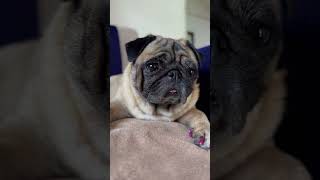 Cute Pug dog training video 🐶 Florapug shorts video short trending new  viral funny fun [upl. by Dripps]