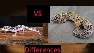 Mack snow vs Normal Leopard gecko differences [upl. by Norabel59]