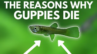 4 Reasons Why Guppies Die [upl. by Lashonda]