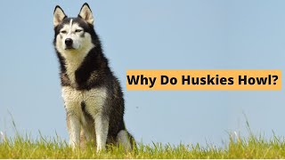 Five Causes of Husky Howling  The Secret Language of Huskies [upl. by Tolman70]