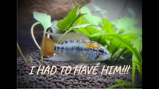 How To Set Up An Apistogramma Aquarium  From Start to Finish [upl. by Molli324]