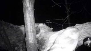 Owl Cam 2 Northern SawWhet Owl [upl. by Hamilah]