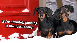 Ep 4 The Dogs Get a SNOW DAY  Cute Wiener Dogs Get Into Mischief [upl. by Zulch517]