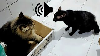 SUARA KUCING BERANTEM  PRANK KUCINGMU [upl. by Goggin]