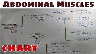 Abdominal Muscles  Part 1  Anterolateral amp Posterior Abdominal Wall  TCML [upl. by Adnohsor]