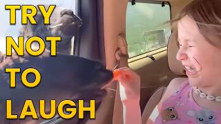 Funniest Animals of the Year Try Not To Laugh Challenge 🙈😹 [upl. by Laws]