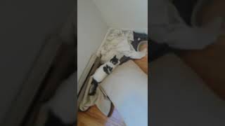 Fail Poor kitten abused shared to help people be awared [upl. by Delwyn763]