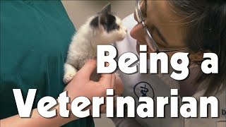 Being a Veterinarian  The Friday Zone  WTIU  PBS [upl. by Eamon]