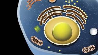 Golgi Apparatus Lysosome and Centriole  Structure and functions [upl. by Nytsud342]