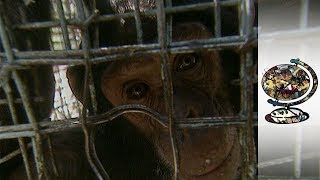 Orphan Chimps in Uganda Are Yet To Find a Home [upl. by Yart]