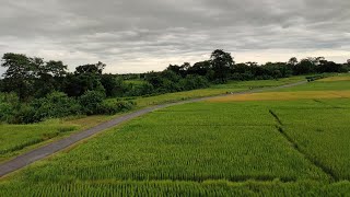 TERAI Region of Nepal Paddy Field Rice Farming [upl. by Ludlow]