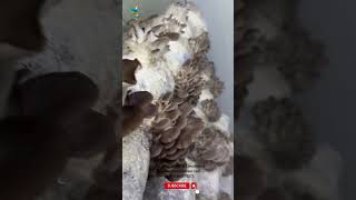 Cold Water Lime Pasteurization Mushroom Cultivation mushroomfarming [upl. by Kester]