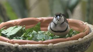 カノコスズメ 上野動物園 2018年7月7日 [upl. by Iggam]