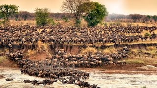 herd of wildebeest crossing Mara River on annual migration [upl. by Lynnelle]