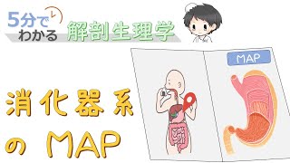 消化器系の全体図【5分でわかる解剖生理学】 [upl. by Erdman]