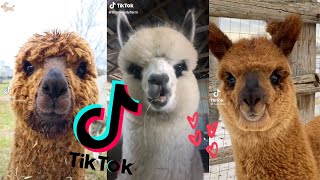 Cute Alpacas amp Llamas Compilation Cuteness Overload TikTok 2021🦙 [upl. by Leckie456]