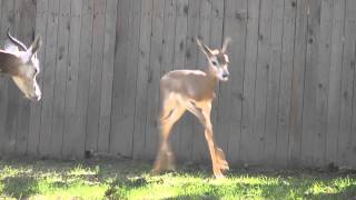 Young dama gazelle explores yard [upl. by Marie]