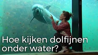 Hoe kijken dolfijnen onder water  Vragen van Kinderen [upl. by Malchy]