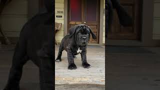 Neapolitan Mastiff puppy produced by Old World Mastinos [upl. by Spiros]