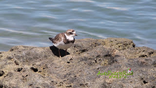 CHORLITO ACOLLARADO acicalándose Semipalmated Plover Charadrius semipalmatus MIGRATORIA [upl. by Xirtaeb]