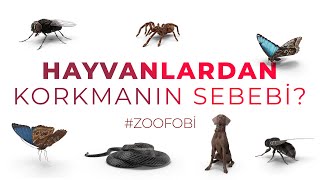 HAYVANLARDAN KORKMANIN SEBEBİ zoofobi [upl. by Ajim990]