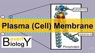 Plasma membrane  Cell Membrane updated [upl. by Adnolrehs262]